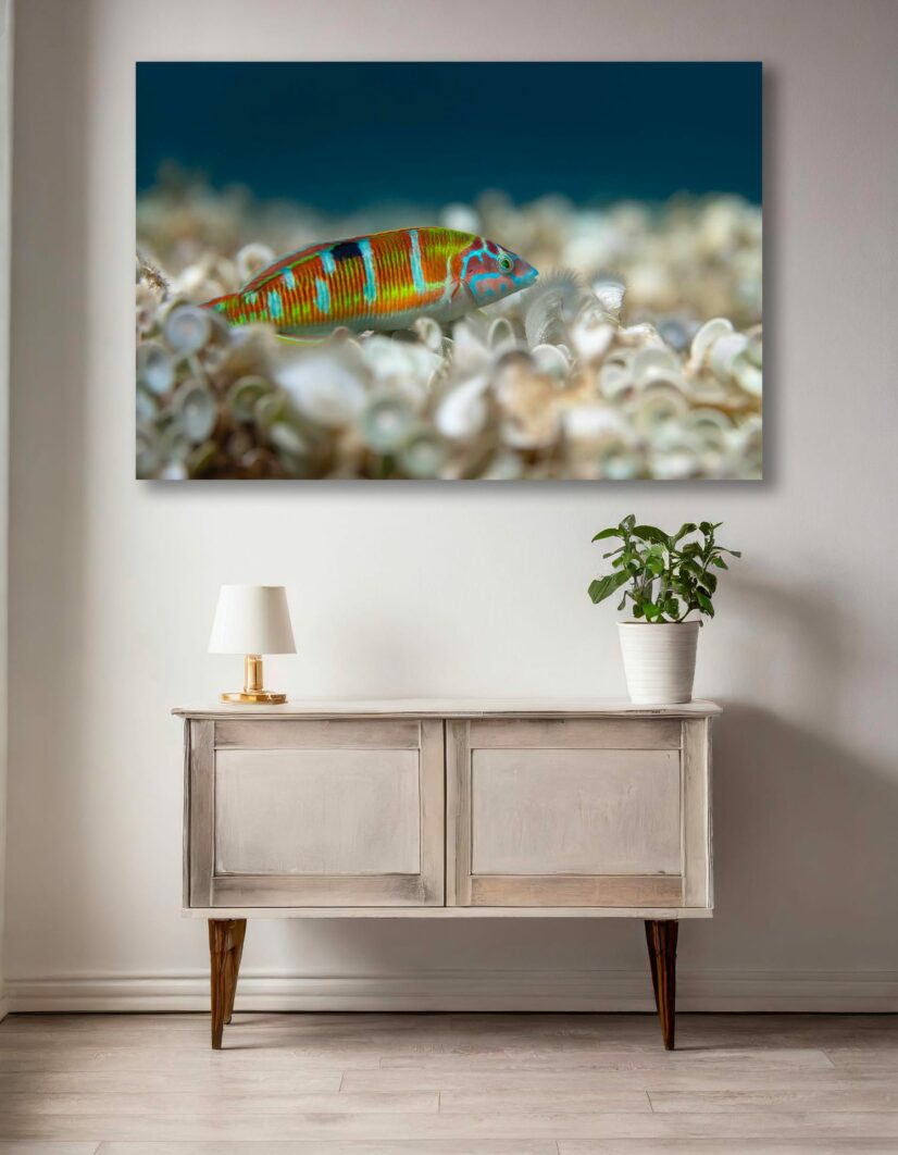 Tirage d'art "Couleurs de Méditerranée" – Image 2