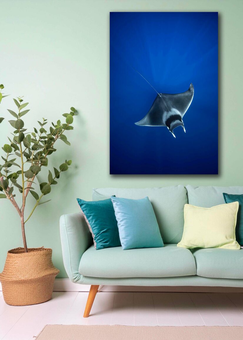 Tirage d'art "Mobula mobular" – Image 2