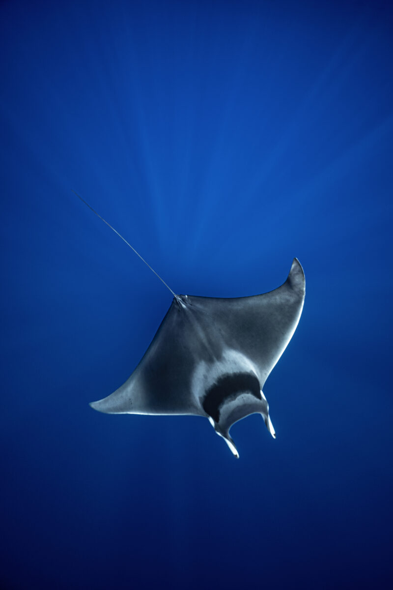 Tirage d'art "Mobula mobular"
