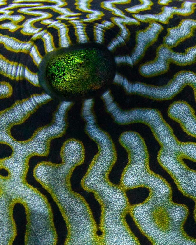 Tirage d'art "Trompe-l’œil"