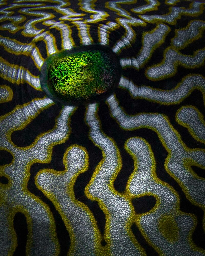 Tirage d'art "Trompe-l’œil"