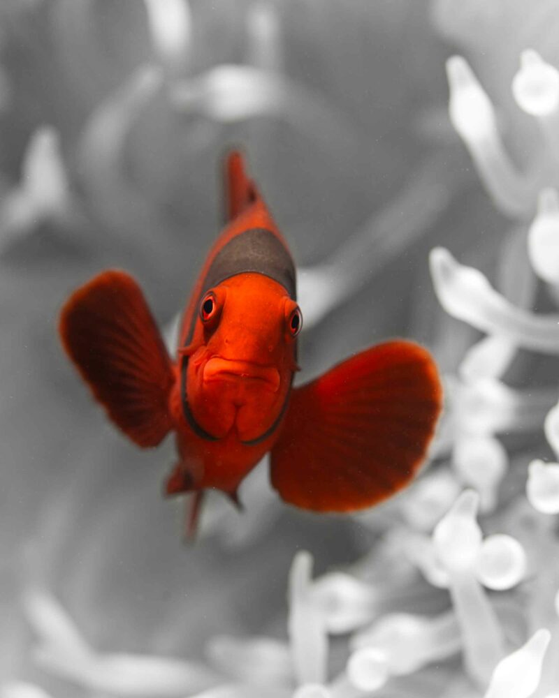 Tirage d'art "Triste contraste"