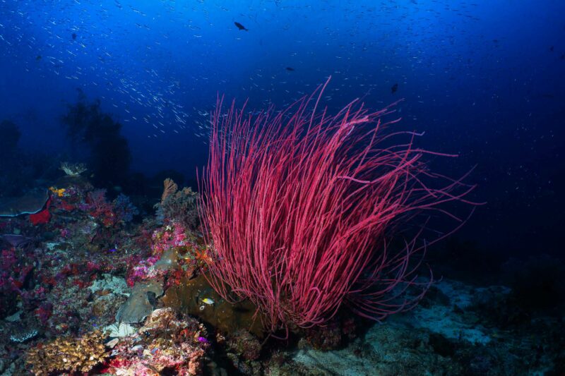 Tirage d'art "Rasta Coral"
