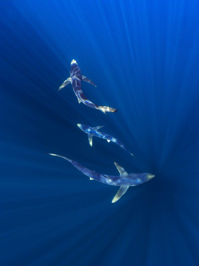 Tirage d'art "Paradis bleu"