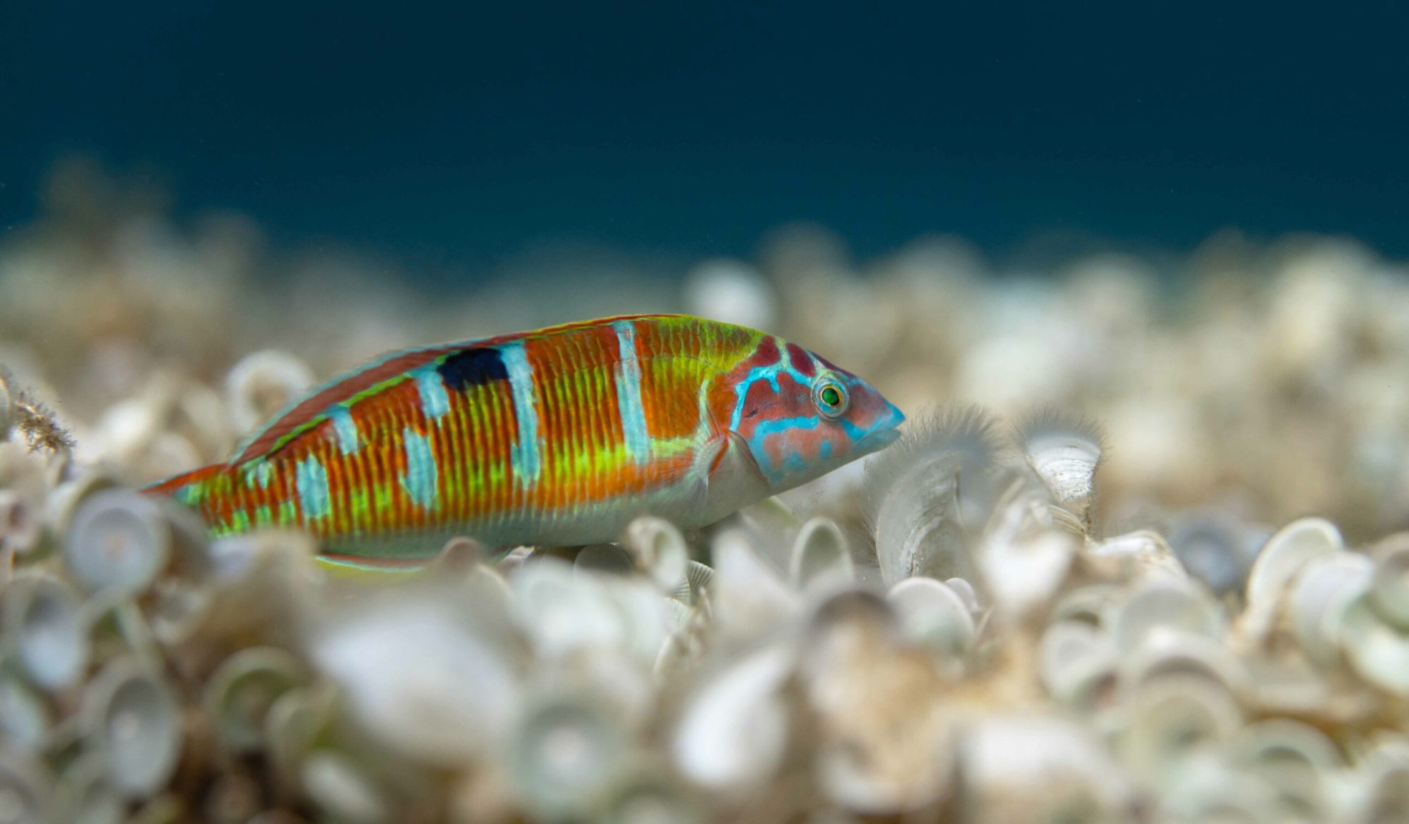 Couleurs de Méditerranée