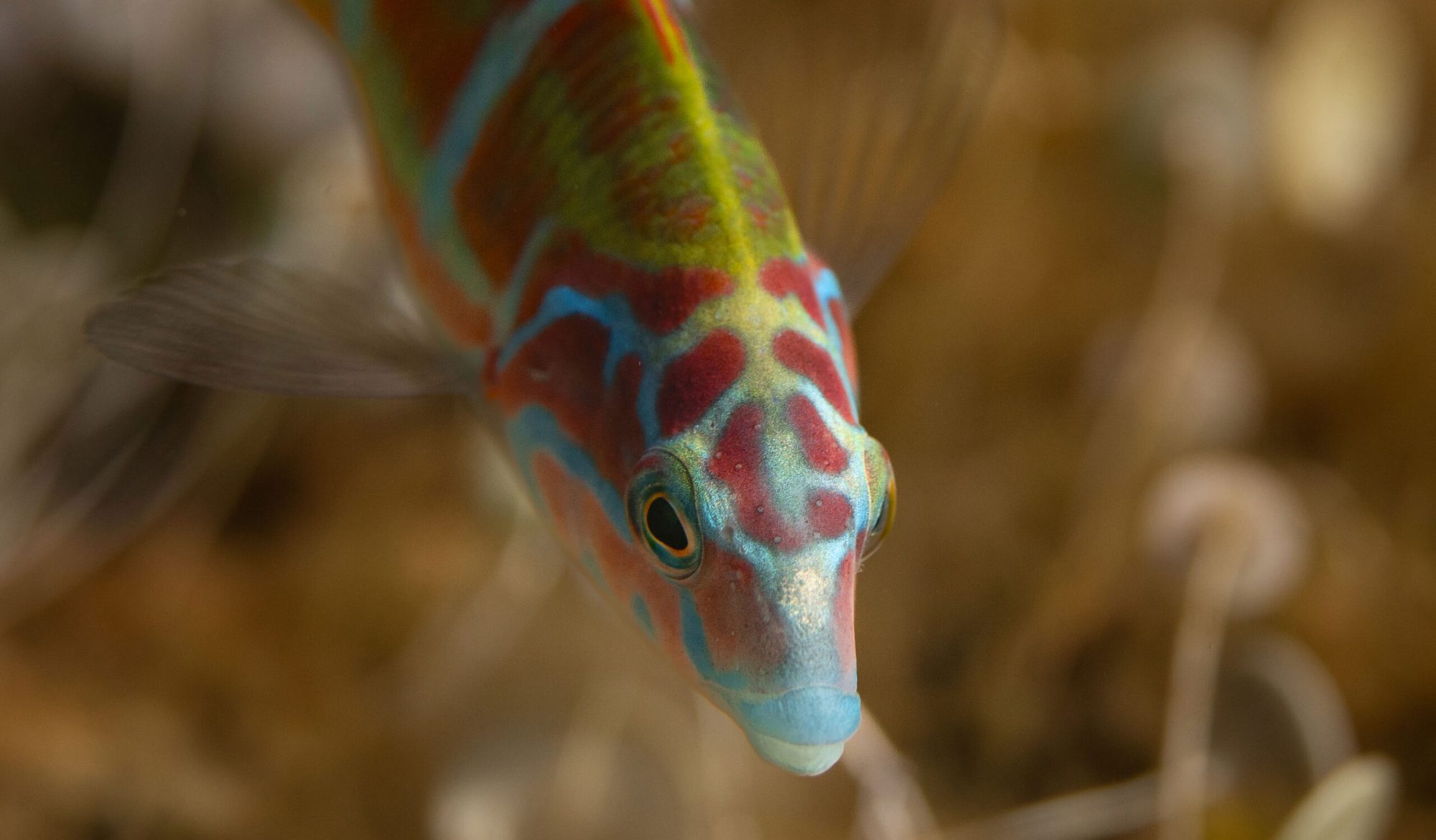 Intimité sous-marine