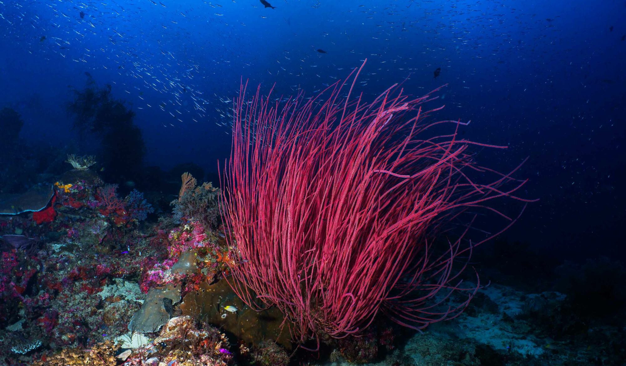 Rasta coral