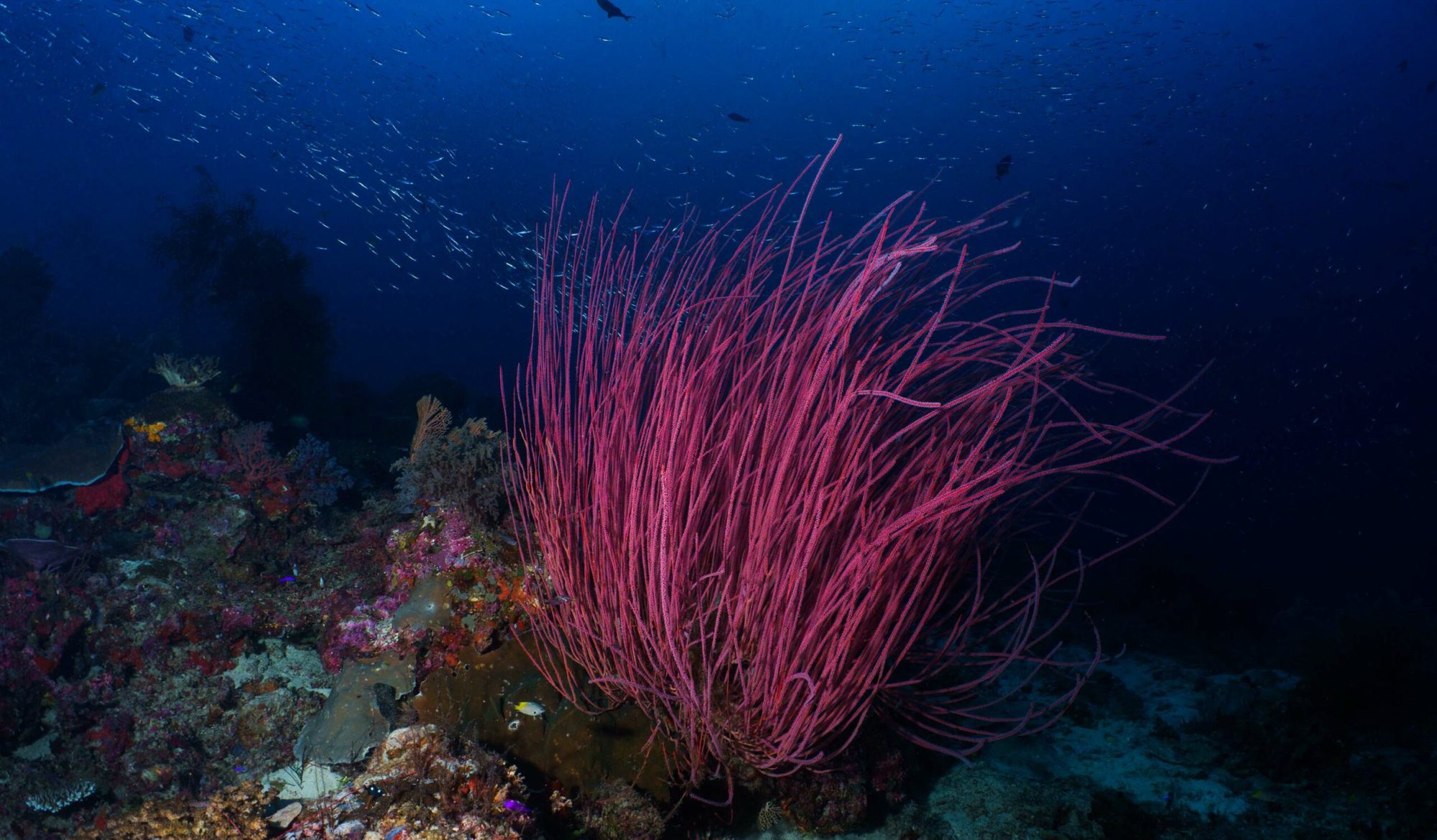 Rasta coral